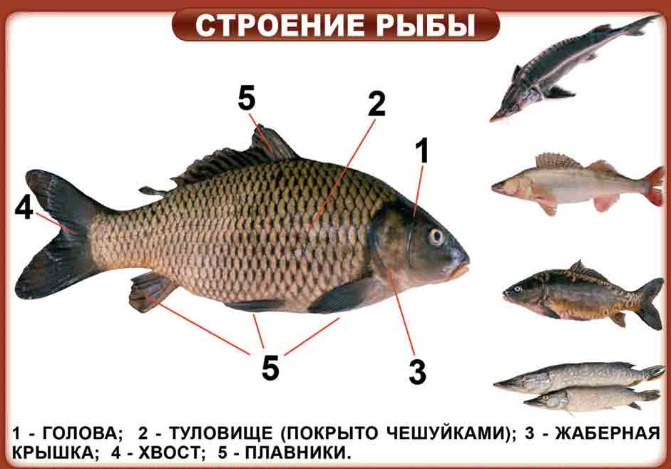 Из чего состоит рыба схема картинки для детей