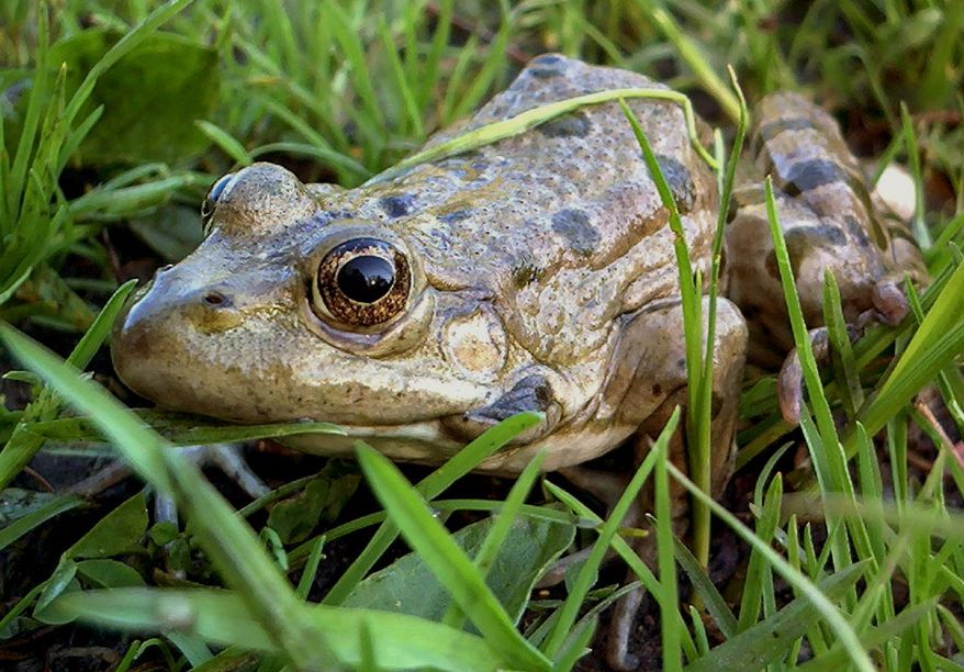 Озерная лягушка. Озерная лягушка в руке. Армянская жаба. Кожа лягушки. Приснилась лягушка к чему